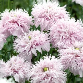 Mac Somniferum Lilac Pompom