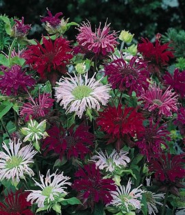 Monarda didyma 'Panorama mix'