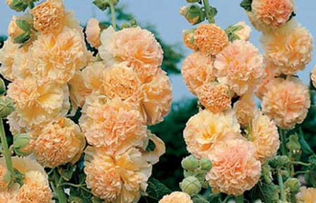 Nalba de gradina Double Orange
