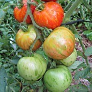 Tomate Tigerella