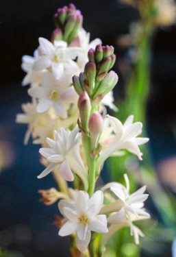Tuberoze-Polianthes tuberosa