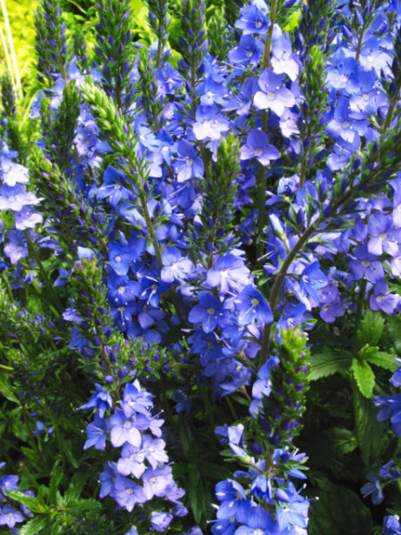 Veronica Teucrium Royal Blue