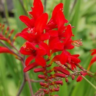 Crocosmia Lucifer