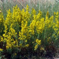 Sanziene galbene-Galium verum