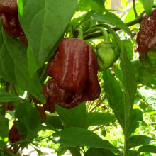Ardei iute 7 Pot Douglah Chocolate