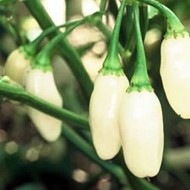 Ardei iute Habanero White