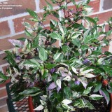 Ardei iute Tricolor variegata