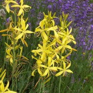 Asphodeline lutea