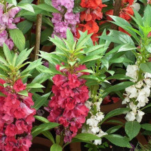 Balsamine-Impatiens Balsamina mix