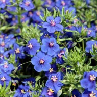 Blue Pimpernel-Anagallis Monelli
