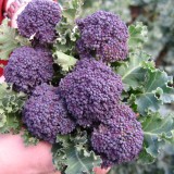 Broccoli Summer Purple