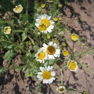 Calomfir-Tanacetum Balsamita