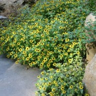 Carciumareasa Taratoare-Sanvitalia Procumbens