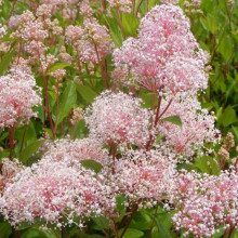 Ceanothus Pallidus Perle Rose
