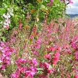 Clarkia double mix