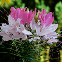 Cleome Spinosa