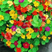 Condurasi Jewel mix
