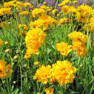 Coreopsis grandiflora Early Sunrise