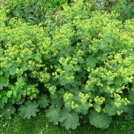 Creţişoara-Alchemilla Vulgaris