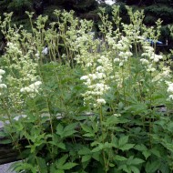 Creţușca-Filipendula ulmaria
