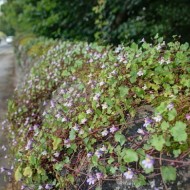 Cymbalaria Muralis-Kenilworth Iedera