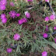 Delosperma Cooperi-Floarea de cristal