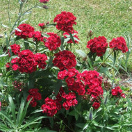 Dianthus barbatus-Garoafa turceasca Scarlet Beauty