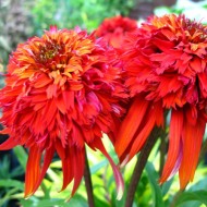 Echinacea Hot Papaya
