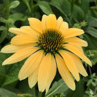 Echinaceea Purpurea Mellow Yellow