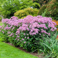 Eupatorium Maculatum Atropurpureum
