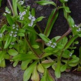 Fetica-Valerianella locusta