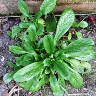 Fetica-Valerianella locusta