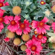 Gaillardia Aristata Arizona Red