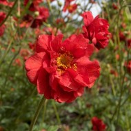 Geum chiloense-Trandafirul Chilian Mrs. Bradshaw