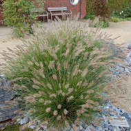 Iarba decorativa-Pennisetum alopecuroides hameln