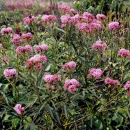 Iarba fluturilor-Asclepias incarnata