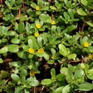 Iarba grasă-Portulaca oleracea