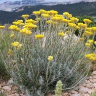 Imortela-Helichrysum italicum