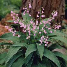 Lacramioara Roz-Convallaria majalis