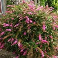 Liliac de vara-Buddleja Davidii Pink Delight