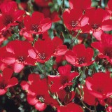 Linum Scarlet Flax-In decorativ rosu