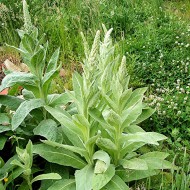 Lumanarica-Verbascum thapsus