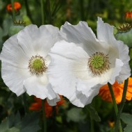 Mac Somniferum Sissinghurst White