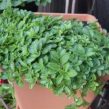 Maghiranul(Origanum majorana)