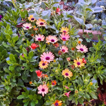 Margareta Africana-Osteospermum ecklonis