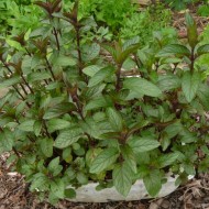 Menta piperita Chocolate