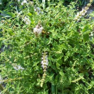 Menta Species Strawberry