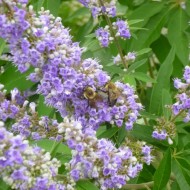 Mielareaua-Vitex agnus castus