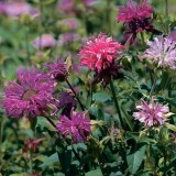 Monarda didyma 'Panorama mix'