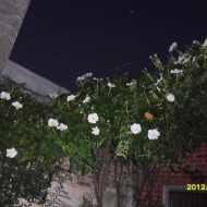 Moonflower-Ipomoea alba